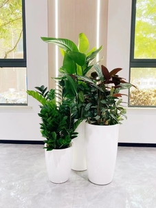 专业花卉出租，慈溪的绿植美化专家等你来选